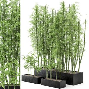 Indoor Plants Bamboo Set  In Rusty Concrete Pots -