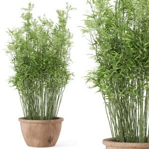 Outdoor Plants Bamboo  In Rusty Cly Pots - Set 10