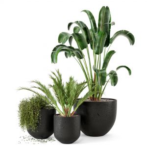 Indoor Plants In Dark Concrete Pot - Set 11