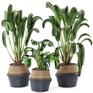 Indoor Plants Set In Wicker Pot - Set 12