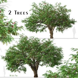 Set of Rowan Tree (Mountain Ash) (2 Trees)
