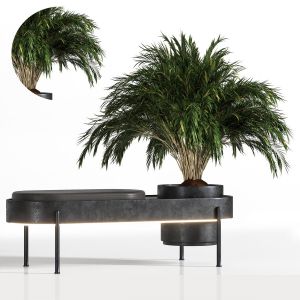 Plant Indoor For Home
