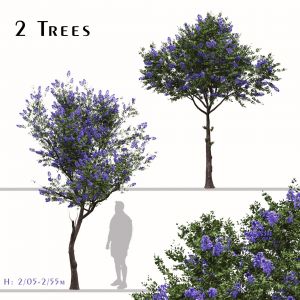 Set of Ceanothus Tree (Trewithen Blue) (2 Trees)