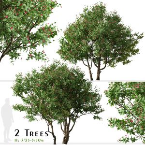 Set of Jatropha integerrima Tree (Peregrina)