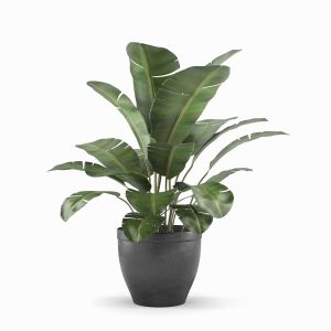 Indoor And Outdoor Banana Palm Plant
