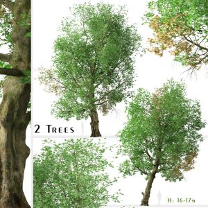 Set Of Platanus Orientalis Tree ( Old Sycamore )