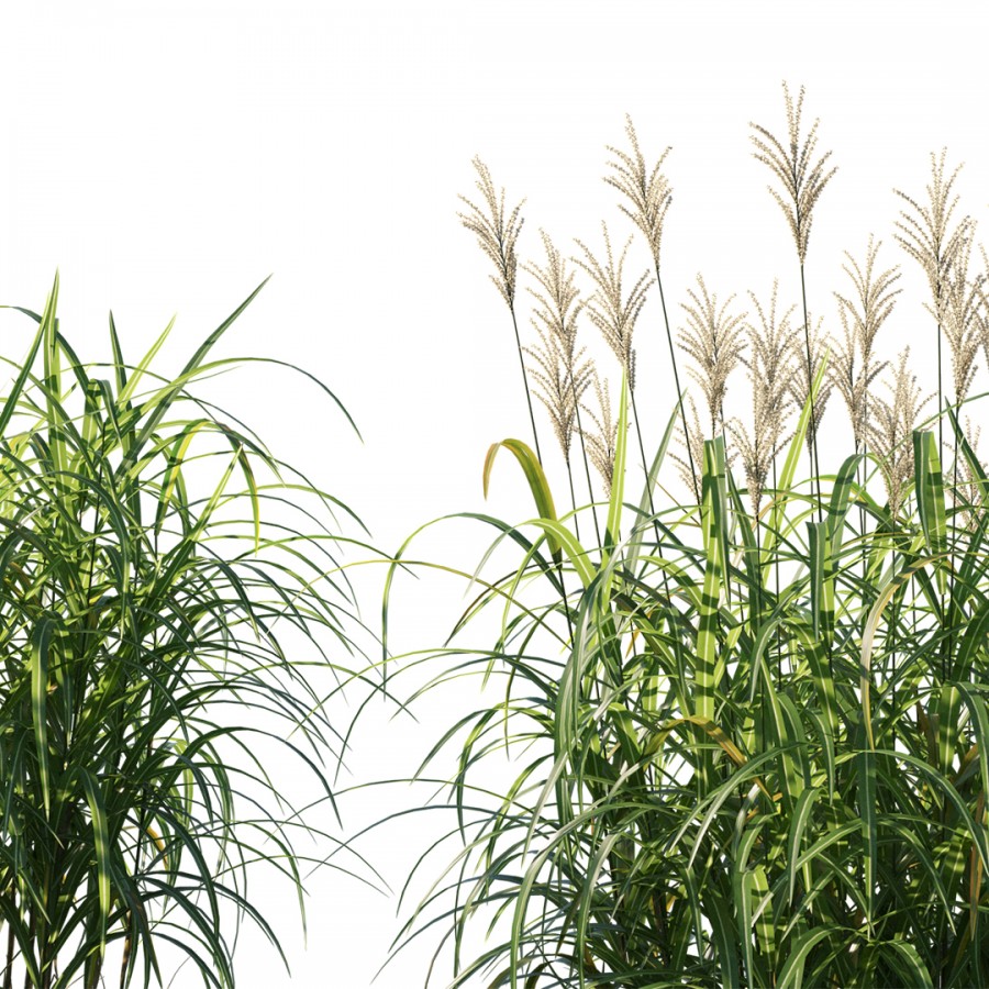 Miscanthus Giganteus Plant 3D Model for Corona | CGMood