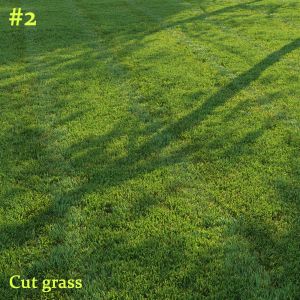 Cut Grass #2