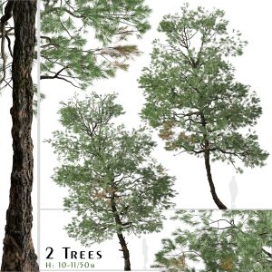 Set of Gray Pine Tree (Pinus sabiniana) (2 Trees)