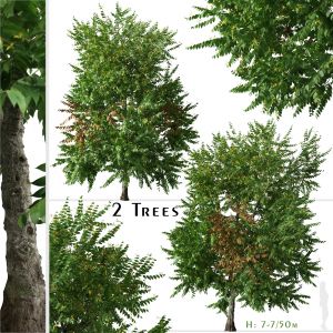 Set of Cananga odorata Tree (Ylang ylang) -2 Trees