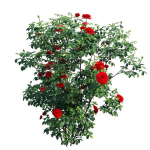 Rose Plant Set 54