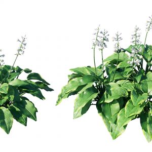 Hosta Plantaginea Plant