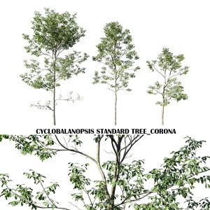 Cyclobalanopsis Glauca Tree
