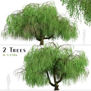 Set Of Weeping Willow Trees ( Salix ) (2 Trees)