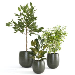 Indoor Plants Set01