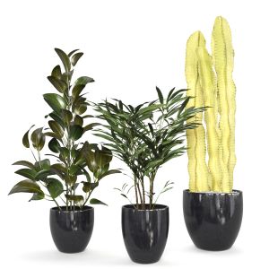 Indoor Plants Set02