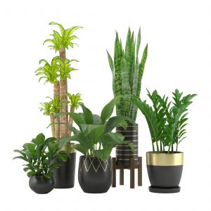 Indoor Plant Set 004