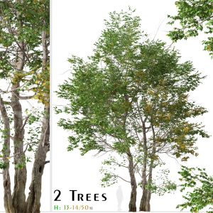 Set of California Sycamore Tree -Platanus racemosa