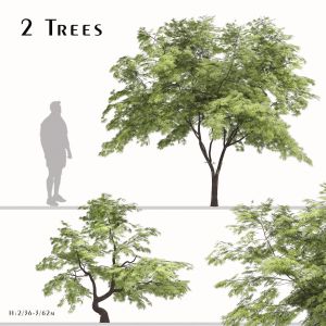 Set of Acer palmatum Tree (Japanese maple) 2 Trees