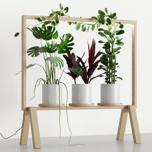 Plant Set With Lights 2