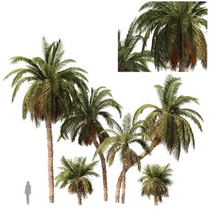6 Arabian Date Palm Trees