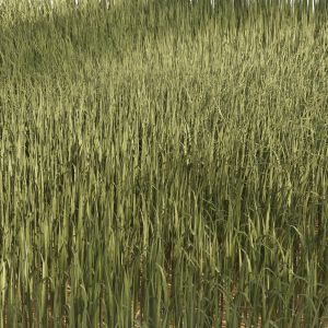 High Rye Grass
