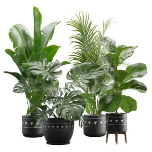 Indoor Plants Pack 17