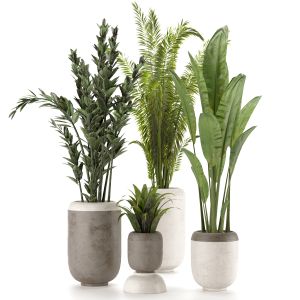 Collection Indoor Plants Set Nim02