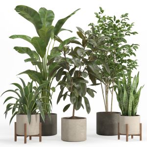 Indoor Plant Set 024