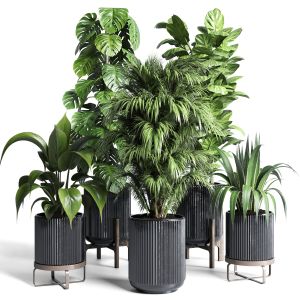 Collection Indoor Plant 183 Pot Plant Ficus Lyrata