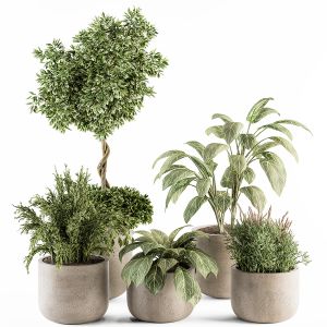 Indoor Plant Set 247 - Plant Set In Pot