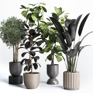 Collection Indoor Plant 178 Pot Plant Ficus Rubber