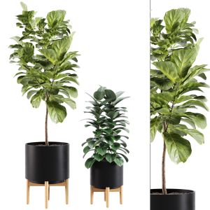 Indoor Plants 005 Ficus Set