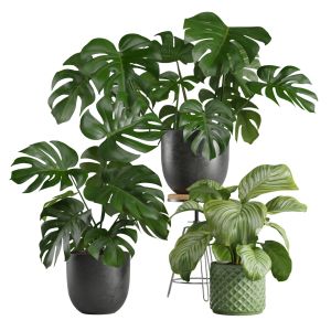Indoor Plants Pack 19