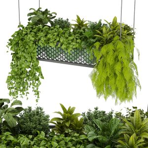 Collection Plant Vol 347 - Leaf - Indoor Ampelous