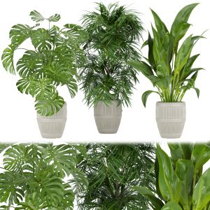 Collection Plant Vol 348 - Leaf - Palm - Monstera