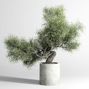 Bonsai Tree Pots And Shrubs 76 Concrete Dirt Vase