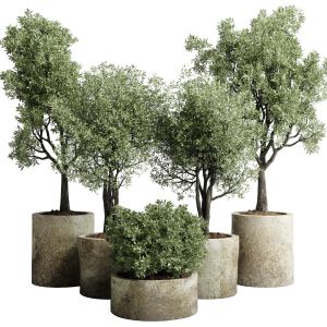 Collection Outdoor Plant 65 Pot Old Olive Tree Con