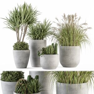 Outdoor Plant Set 233 - Plant In Pot Set