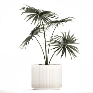 Beautiful Fan Palm In A Flower Pot For Decoration