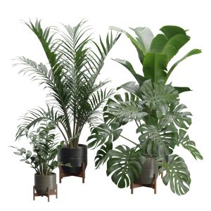 Indoor Plants Pack 48