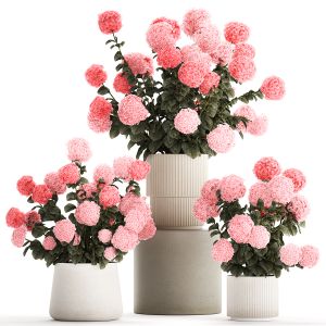 Beautiful Bushes Of Pink Hydrangea In A Flower Pot