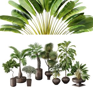 Decorative Set Of All Kinds Of Shrubs With Pots