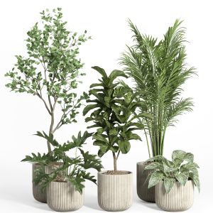Indoor Plant Set 53-concrete Pot