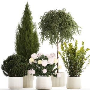 Beautiful Plants In Pots For Indoors And Outdoors