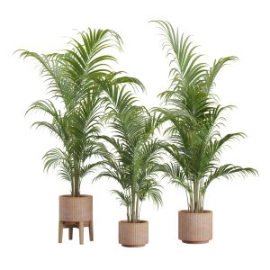 Dypsis Lutescens Set 03 - Areca Palm