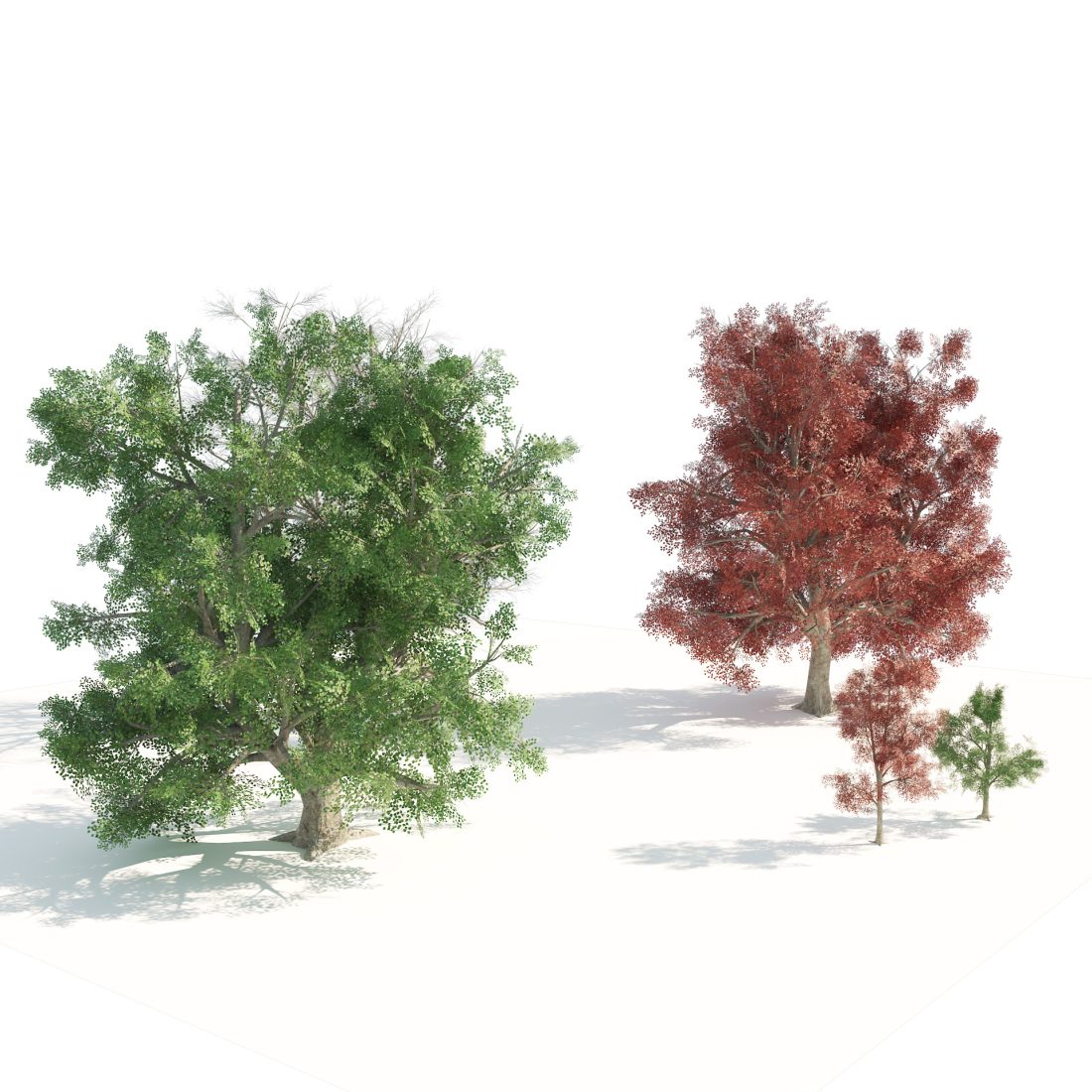 All Season Swamp Maple Trees - 3D Model for VRay, Corona