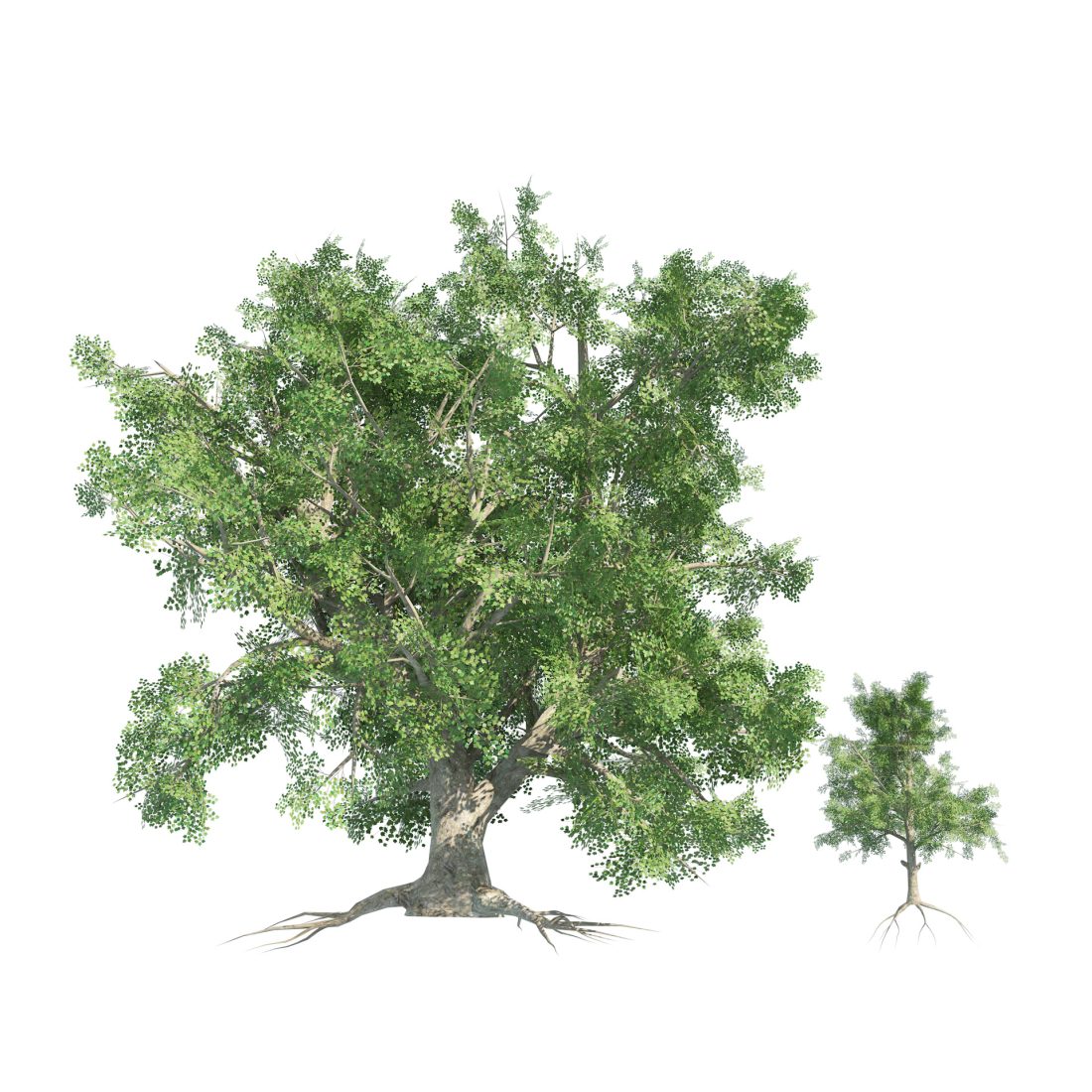 All Season Swamp Maple Trees - 3D Model for VRay, Corona
