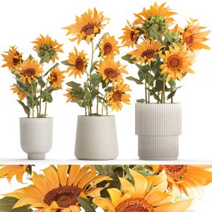 Beautiful Plant Bushes Sunflowers In A Pot