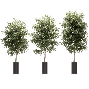 Ficus Benjamin Nitida. 3 Models